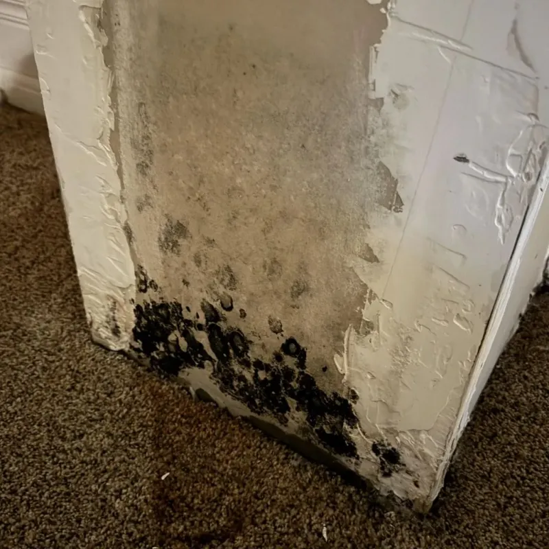 Professional Mold Removal in Henderson County, KY